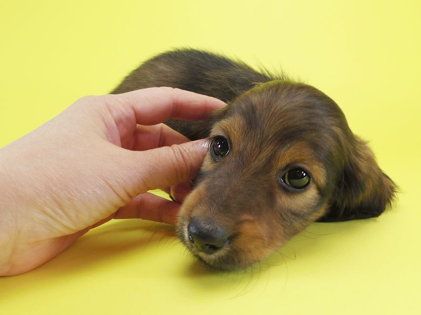 ダックスフンド カニンヘン シュガー & PUPUの子犬 シェーデットレッド 男の子IMGP0646 ダックスフンド カニンヘン シュガー & PUPUの子犬 シェーデットレッド 男の子