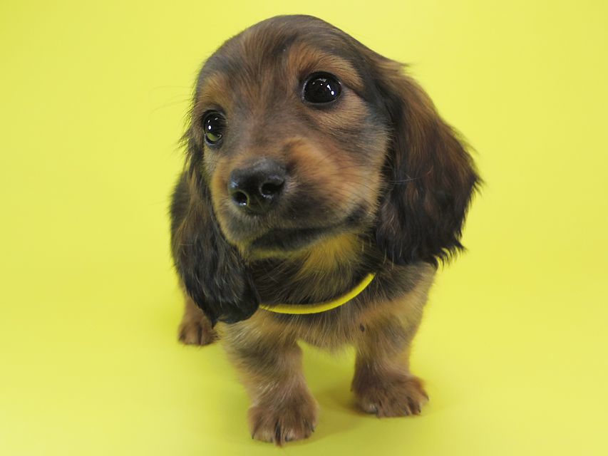 ダックスフンド カニンヘン シュガー & PUPUの子犬 シェーデットレッド 男の子IMGP0649 ダックスフンド カニンヘン シュガー & PUPUの子犬 シェーデットレッド 男の子