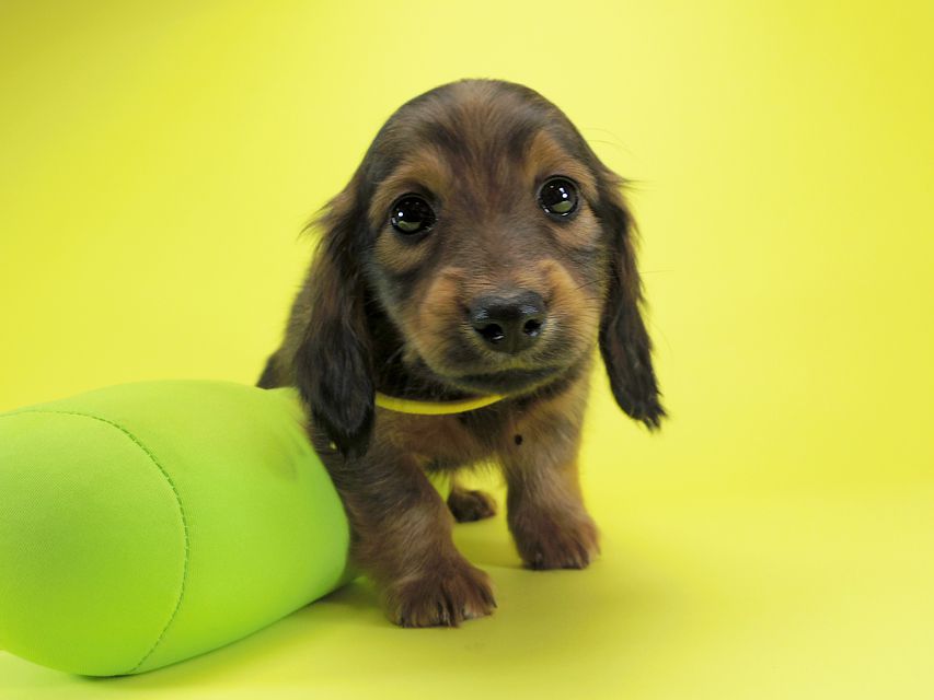 ダックスフンド カニンヘン シュガー & PUPUの子犬 シェーデットレッド 男の子IMGP0654 ダックスフンド カニンヘン シュガー & PUPUの子犬 シェーデットレッド 男の子