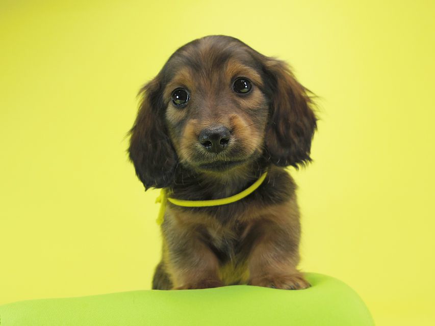 ダックスフンド カニンヘン シュガー & PUPUの子犬 シェーデットレッド 男の子IMGP0658 ダックスフンド カニンヘン シュガー & PUPUの子犬 シェーデットレッド 男の子