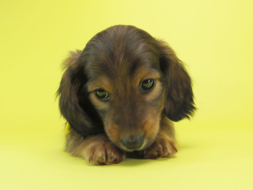 ダックスフンド カニンヘン シュガー & PUPUの子犬 シェーデットレッド 男の子IMGP0659 ダックスフンド カニンヘン シュガー & PUPUの子犬 シェーデットレッド 男の子