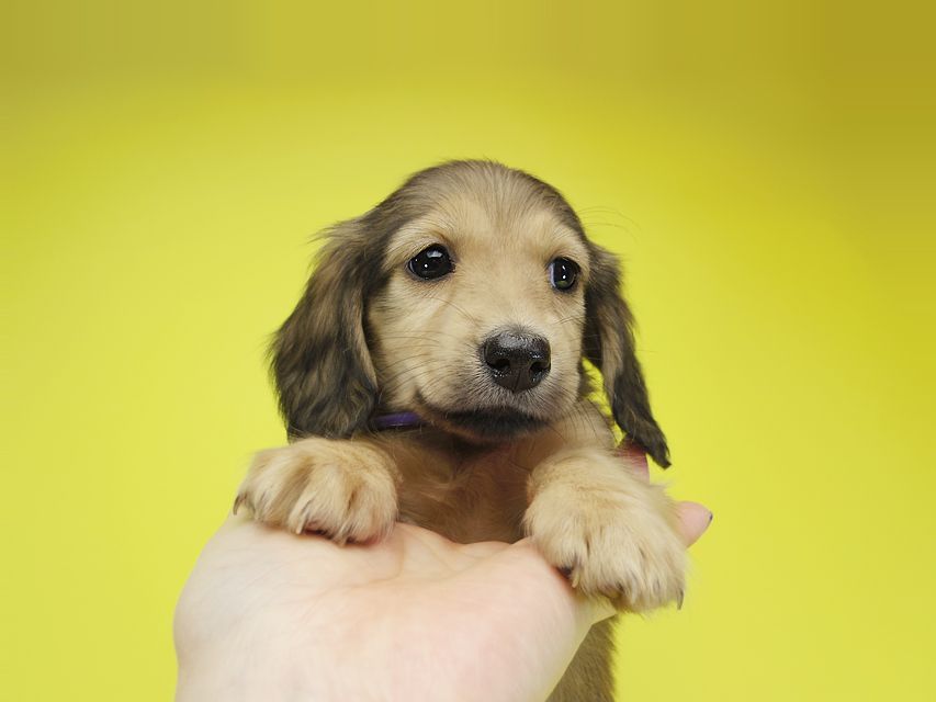 ダックスフンド カニンヘン シュガー & PUPUの子犬 シェーデットクリーム 女の子①IMGP0681 ダックスフンド カニンヘン シュガー & PUPUの子犬 シェーデットクリーム 女の子①