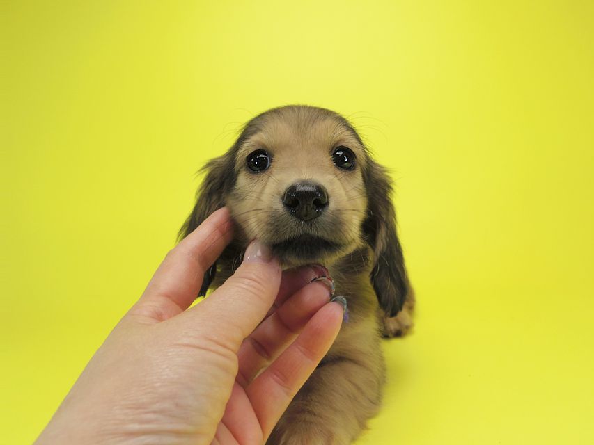ダックスフンド カニンヘン シュガー & PUPUの子犬 シェーデットクリーム 女の子①IMGP0702 ダックスフンド カニンヘン シュガー & PUPUの子犬 シェーデットクリーム 女の子①