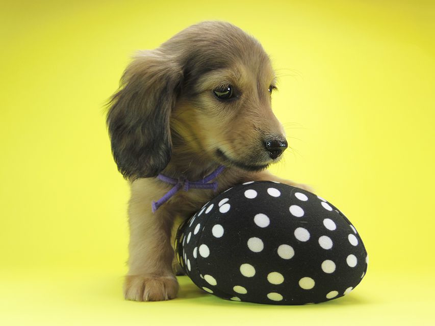 ダックスフンド カニンヘン シュガー & PUPUの子犬 シェーデットクリーム 女の子①IMGP0711 ダックスフンド カニンヘン シュガー & PUPUの子犬 シェーデットクリーム 女の子①