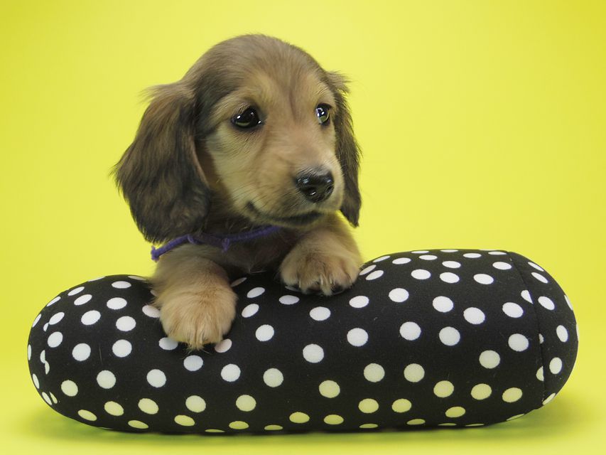 ダックスフンド カニンヘン シュガー & PUPUの子犬 シェーデットクリーム 女の子①IMGP0717 ダックスフンド カニンヘン シュガー & PUPUの子犬 シェーデットクリーム 女の子①