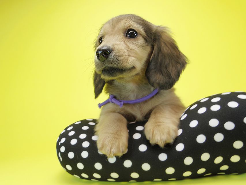 ダックスフンド カニンヘン シュガー & PUPUの子犬 シェーデットクリーム 女の子①IMGP0721 ダックスフンド カニンヘン シュガー & PUPUの子犬 シェーデットクリーム 女の子①