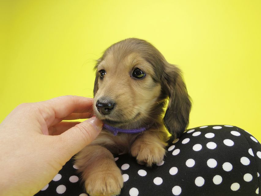 ダックスフンド カニンヘン シュガー & PUPUの子犬 シェーデットクリーム 女の子①IMGP0726 ダックスフンド カニンヘン シュガー & PUPUの子犬 シェーデットクリーム 女の子①