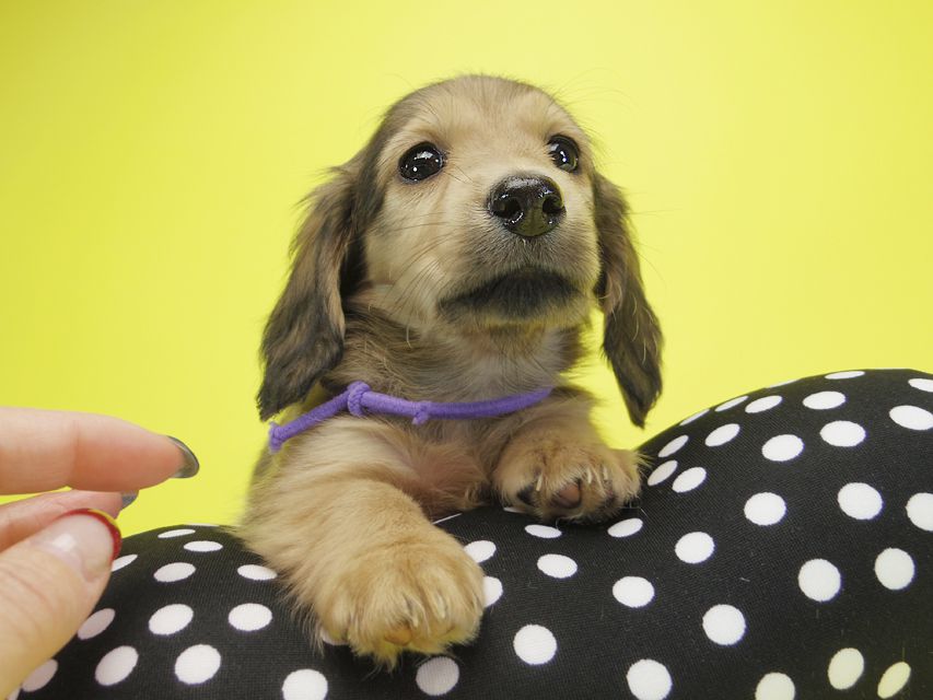 ダックスフンド カニンヘン シュガー & PUPUの子犬 シェーデットクリーム 女の子①IMGP0740 ダックスフンド カニンヘン シュガー & PUPUの子犬 シェーデットクリーム 女の子①