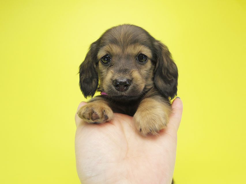 ダックスフンド カニンヘン シュガー & PUPUの子犬 シェーデットクリーム 女の子②