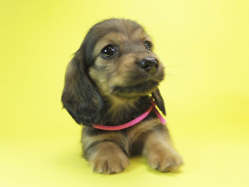 ダックスフンド カニンヘン シュガー & PUPUの子犬 シェーデットクリーム 女の子②