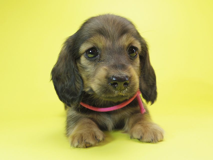 ダックスフンド カニンヘン シュガー & PUPUの子犬 シェーデットクリーム 女の子②