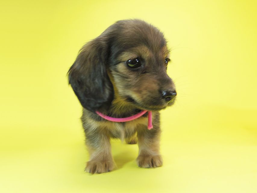 ダックスフンド カニンヘン シュガー & PUPUの子犬 シェーデットクリーム 女の子②