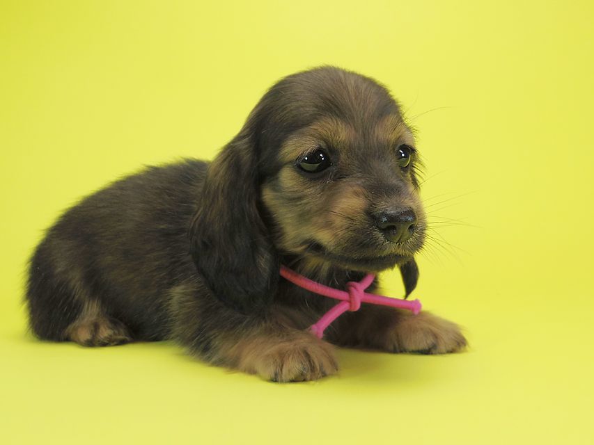 ダックスフンド カニンヘン シュガー & PUPUの子犬 シェーデットクリーム 女の子②