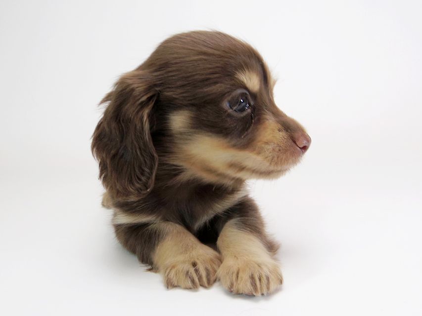 ダックスフンド カニンヘン ピアス & バロン君の子犬 チョコクリーム 男の子