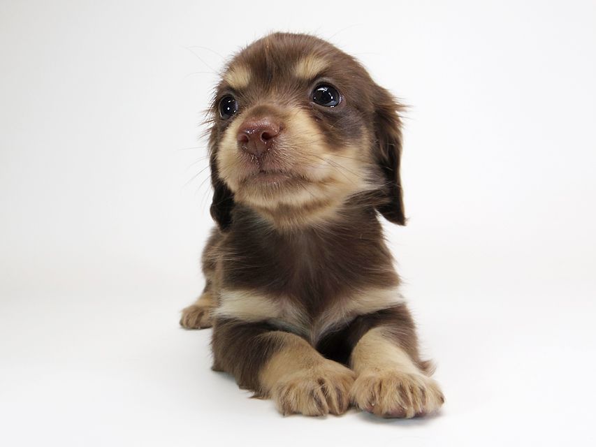 ダックスフンド カニンヘン ピアス & バロン君の子犬 チョコクリーム 男の子