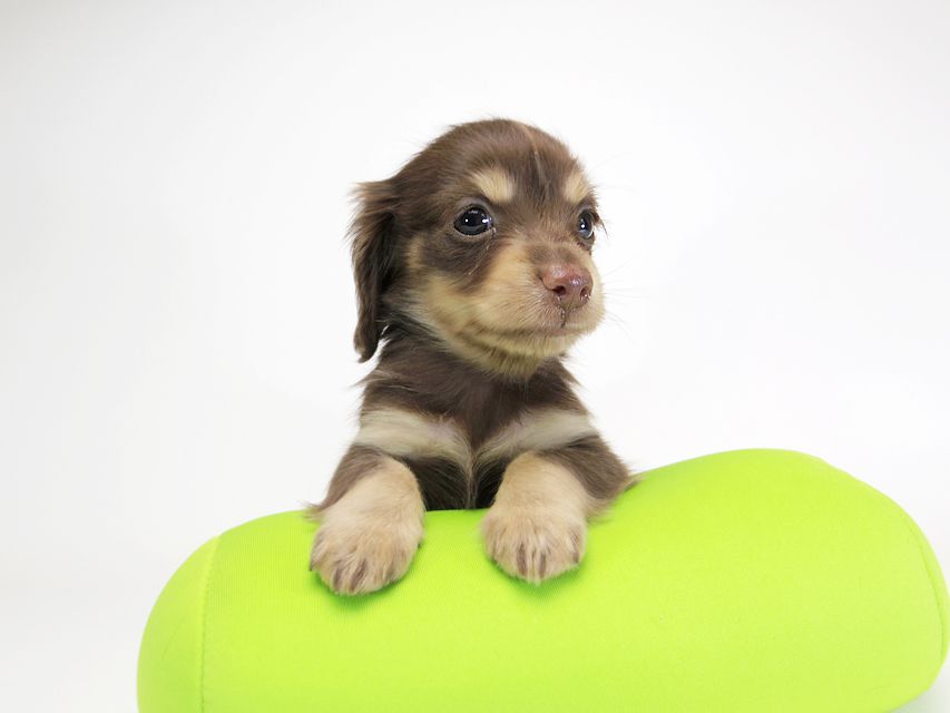 ダックスフンド カニンヘン ピアス & バロン君の子犬 チョコクリーム 男の子