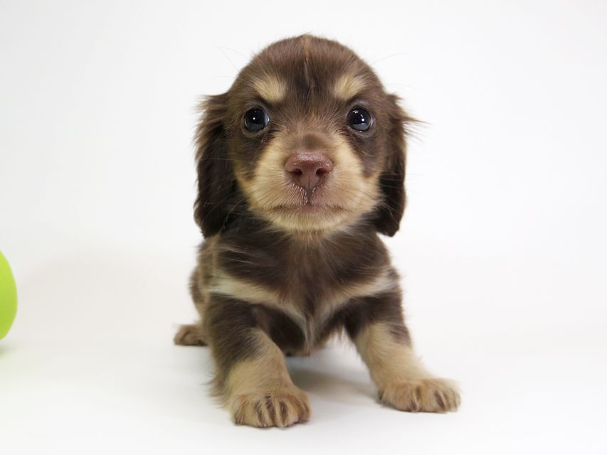 ダックスフンド カニンヘン ピアス & バロン君の子犬 チョコクリーム 男の子