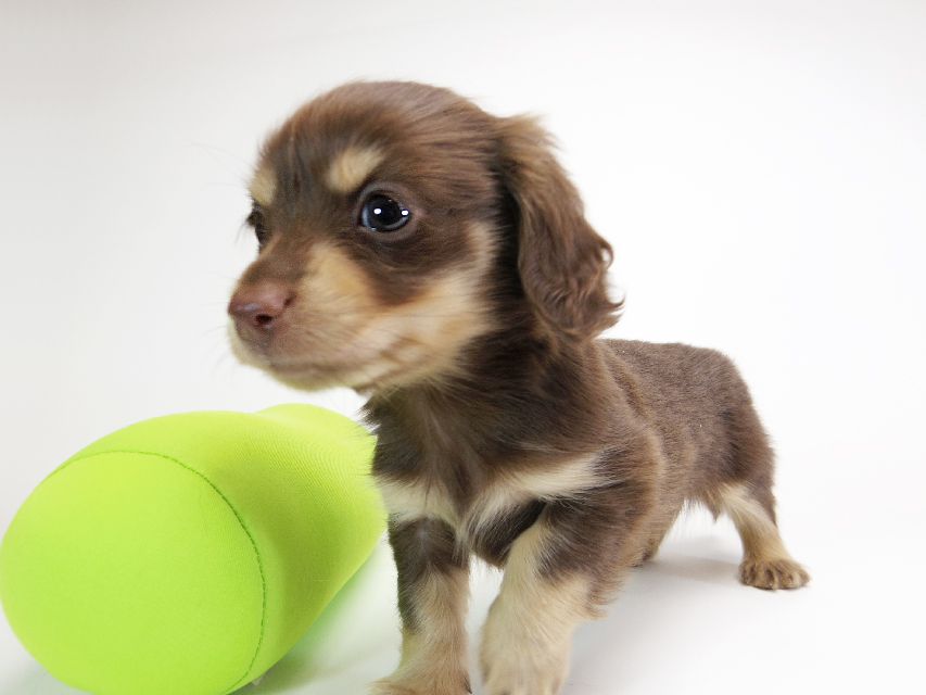 ダックスフンド カニンヘン ピアス & バロン君の子犬 チョコクリーム 男の子