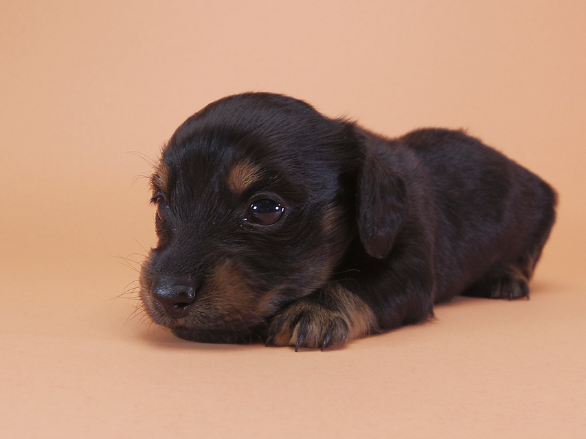 ダックスフンド カニンヘン いちご & オスカルの子犬 ブラックタン 男の子 お写真初登場