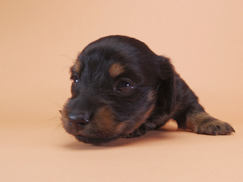 ダックスフンド カニンヘン いちご & オスカルの子犬 ブラックタン 男の子 お写真初登場