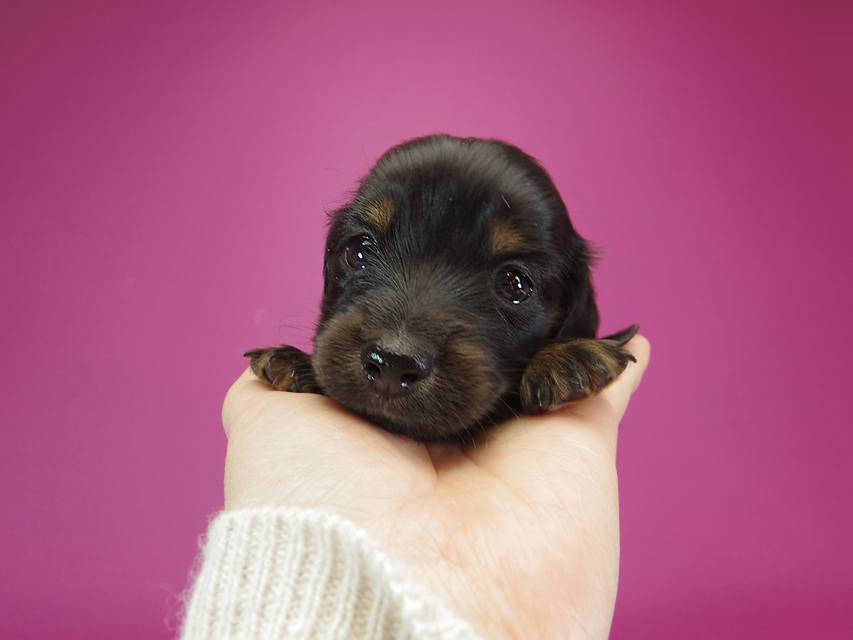 ダックスフンド カニンヘン いちご & オスカルの子犬 ブラックタン 女の子IMGP0986 ダックスフンド カニンヘン いちご & オスカルの子犬 ブラックタン 女の子
