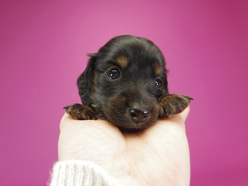 ダックスフンド カニンヘン いちご & オスカルの子犬 ブラックタン 女の子IMGP0987 ダックスフンド カニンヘン いちご & オスカルの子犬 ブラックタン 女の子