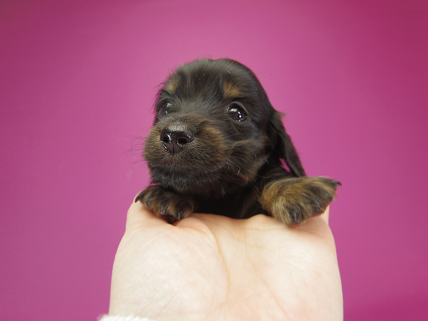 ダックスフンド カニンヘン いちご & オスカルの子犬 ブラックタン 女の子IMGP0988 ダックスフンド カニンヘン いちご & オスカルの子犬 ブラックタン 女の子