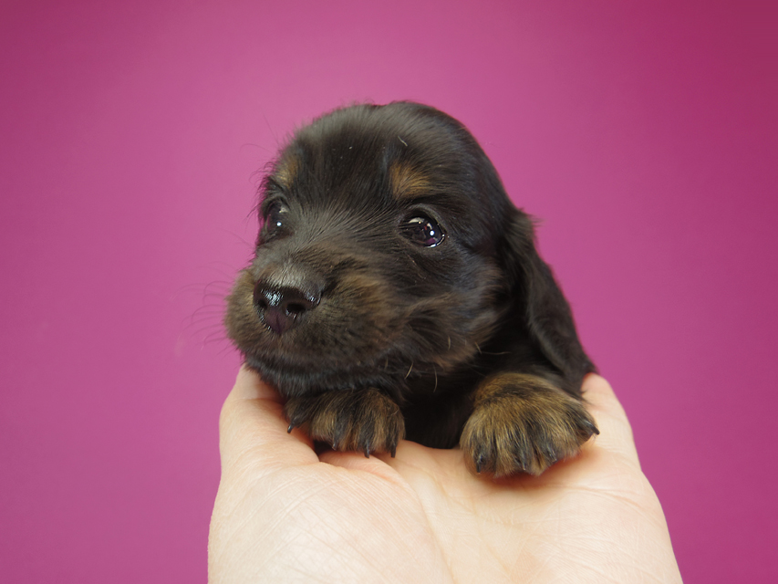 ダックスフンド カニンヘン いちご & オスカルの子犬 ブラックタン 女の子IMGP0989 ダックスフンド カニンヘン いちご & オスカルの子犬 ブラックタン 女の子