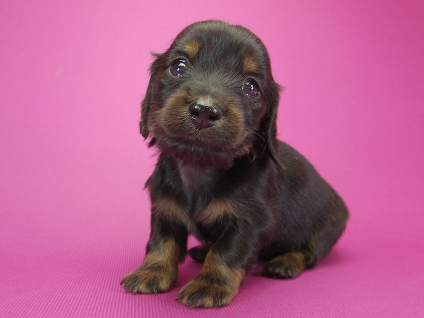 ダックスフンド カニンヘン いちご & オスカルの子犬 ブラックタン 女の子IMGP1003 ダックスフンド カニンヘン いちご & オスカルの子犬 ブラックタン 女の子