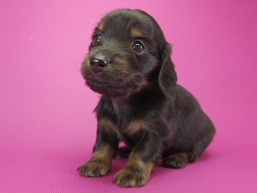 ダックスフンド カニンヘン いちご & オスカルの子犬 ブラックタン 女の子IMGP1004 ダックスフンド カニンヘン いちご & オスカルの子犬 ブラックタン 女の子