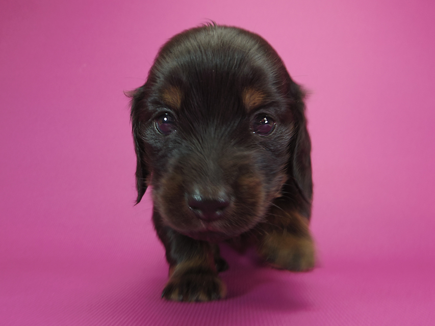 ダックスフンド カニンヘン いちご & オスカルの子犬 ブラックタン 女の子IMGP1013 ダックスフンド カニンヘン いちご & オスカルの子犬 ブラックタン 女の子