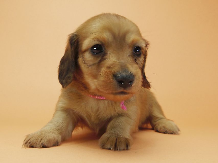 ダックスフンド カニンヘン メロディ & たけるの子犬 レッド 女の子①