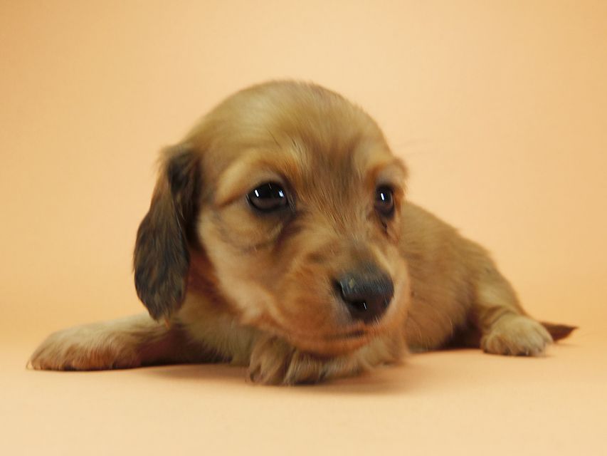 ダックスフンド カニンヘン メロディ & たけるの子犬 レッド 女の子①