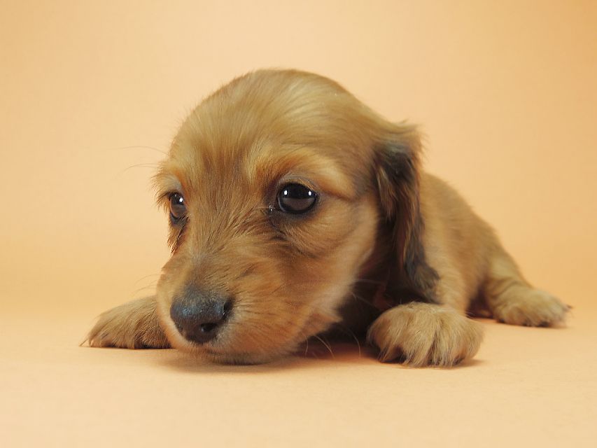 ダックスフンド カニンヘン メロディ & たけるの子犬 レッド 女の子①