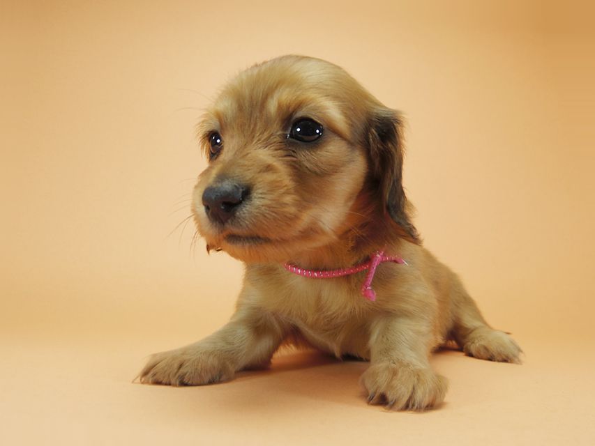 ダックスフンド カニンヘン メロディ & たけるの子犬 レッド 女の子①