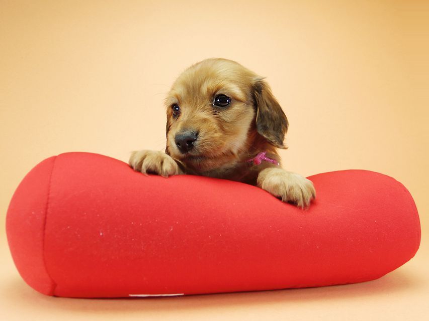 ダックスフンド カニンヘン メロディ & たけるの子犬 レッド 女の子①