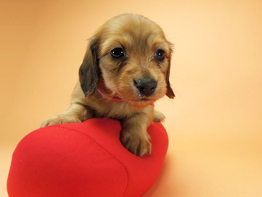 ダックスフンド カニンヘン メロディ & たけるの子犬 レッド 女の子①