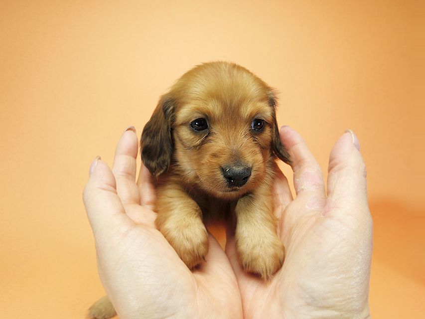 ダックスフンド カニンヘン メロディ & たけるの子犬 レッド 女の子①