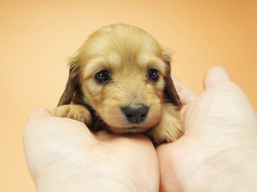 ダックスフンド カニンヘン メロディ & たけるの子犬 レッド 女の子②