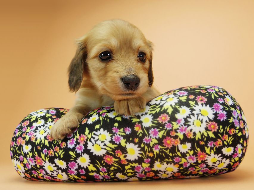 ダックスフンド カニンヘン メロディ & たけるの子犬 レッド 女の子②