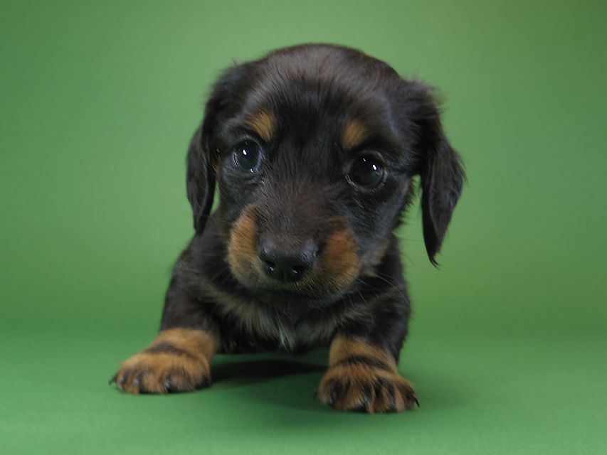 ダックスフンド カニンヘン いちご & オスカルの子犬 ブラックタン 男の子IMGP1128 ダックスフンド カニンヘン いちご & オスカルの子犬 ブラックタン 男の子