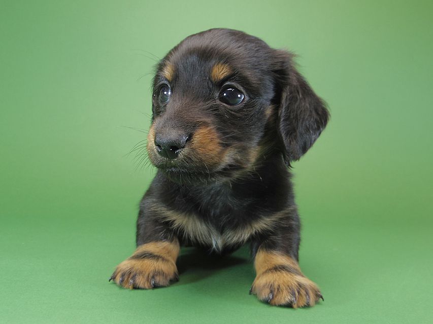 ダックスフンド カニンヘン いちご & オスカルの子犬 ブラックタン 男の子IMGP1130 ダックスフンド カニンヘン いちご & オスカルの子犬 ブラックタン 男の子