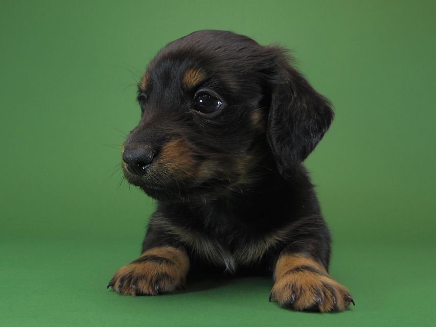 ダックスフンド カニンヘン いちご & オスカルの子犬 ブラックタン 男の子IMGP1131 ダックスフンド カニンヘン いちご & オスカルの子犬 ブラックタン 男の子