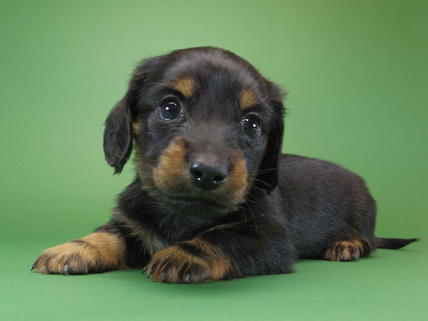 ダックスフンド カニンヘン いちご & オスカルの子犬 ブラックタン 男の子IMGP1133 ダックスフンド カニンヘン いちご & オスカルの子犬 ブラックタン 男の子