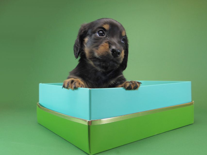 ダックスフンド カニンヘン いちご & オスカルの子犬 ブラックタン 男の子IMGP1144 ダックスフンド カニンヘン いちご & オスカルの子犬 ブラックタン 男の子