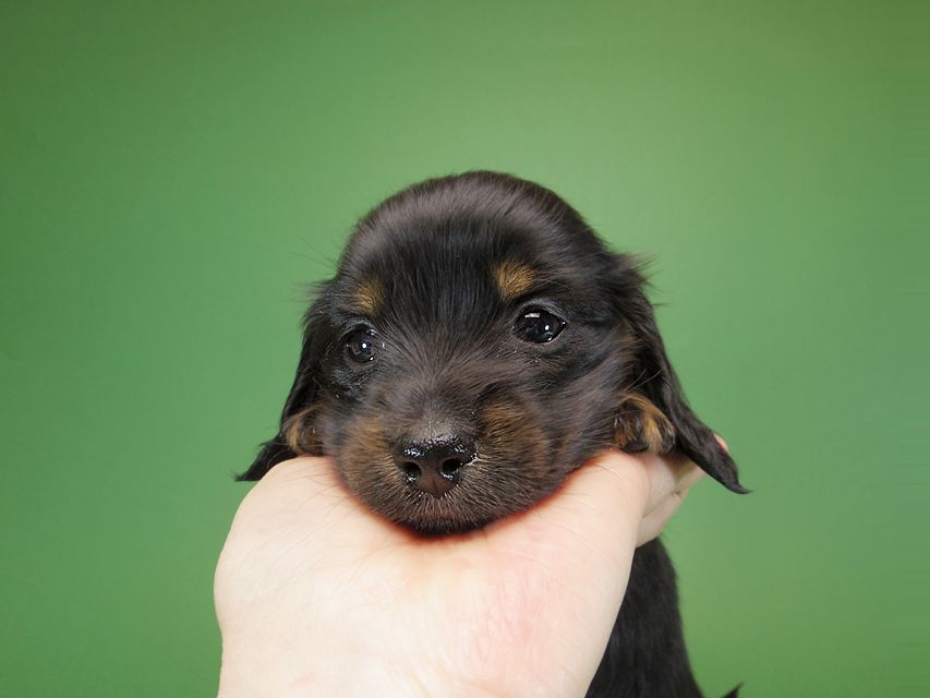 ダックスフンド カニンヘン いちご & オスカルの子犬 ブラックタン 女の子IMGP1153 ダックスフンド カニンヘン いちご & オスカルの子犬 ブラックタン 女の子