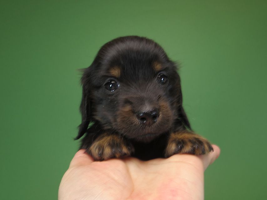 ダックスフンド カニンヘン いちご & オスカルの子犬 ブラックタン 女の子IMGP1154 ダックスフンド カニンヘン いちご & オスカルの子犬 ブラックタン 女の子