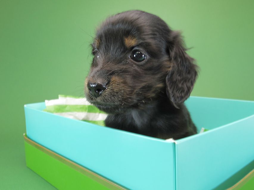 ダックスフンド カニンヘン いちご & オスカルの子犬 ブラックタン 女の子IMGP1160 ダックスフンド カニンヘン いちご & オスカルの子犬 ブラックタン 女の子