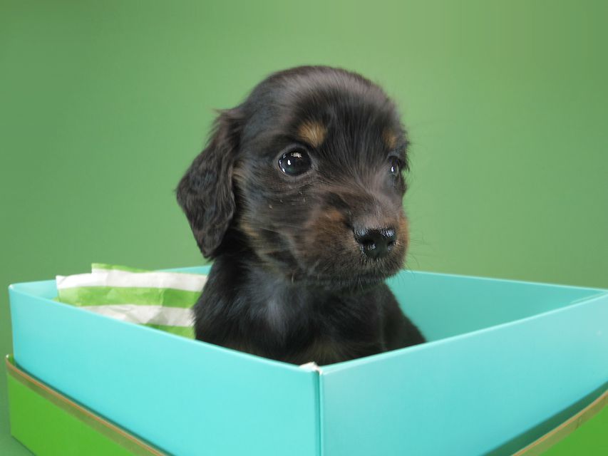 ダックスフンド カニンヘン いちご & オスカルの子犬 ブラックタン 女の子IMGP1162 ダックスフンド カニンヘン いちご & オスカルの子犬 ブラックタン 女の子