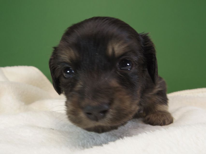 ダックスフンド カニンヘン オーシャン & ジャンの子犬 ブラッククリーム 男の子 お写真初登場IMGP1181 ダックスフンド カニンヘン オーシャン & ジャンの子犬 ブラッククリーム 男の子 お写真初登場